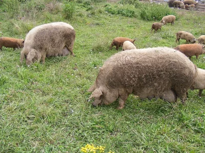 Prodám selata mangalica